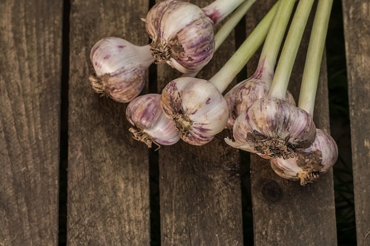 homegrown garlic bulbs autumn garden closeup