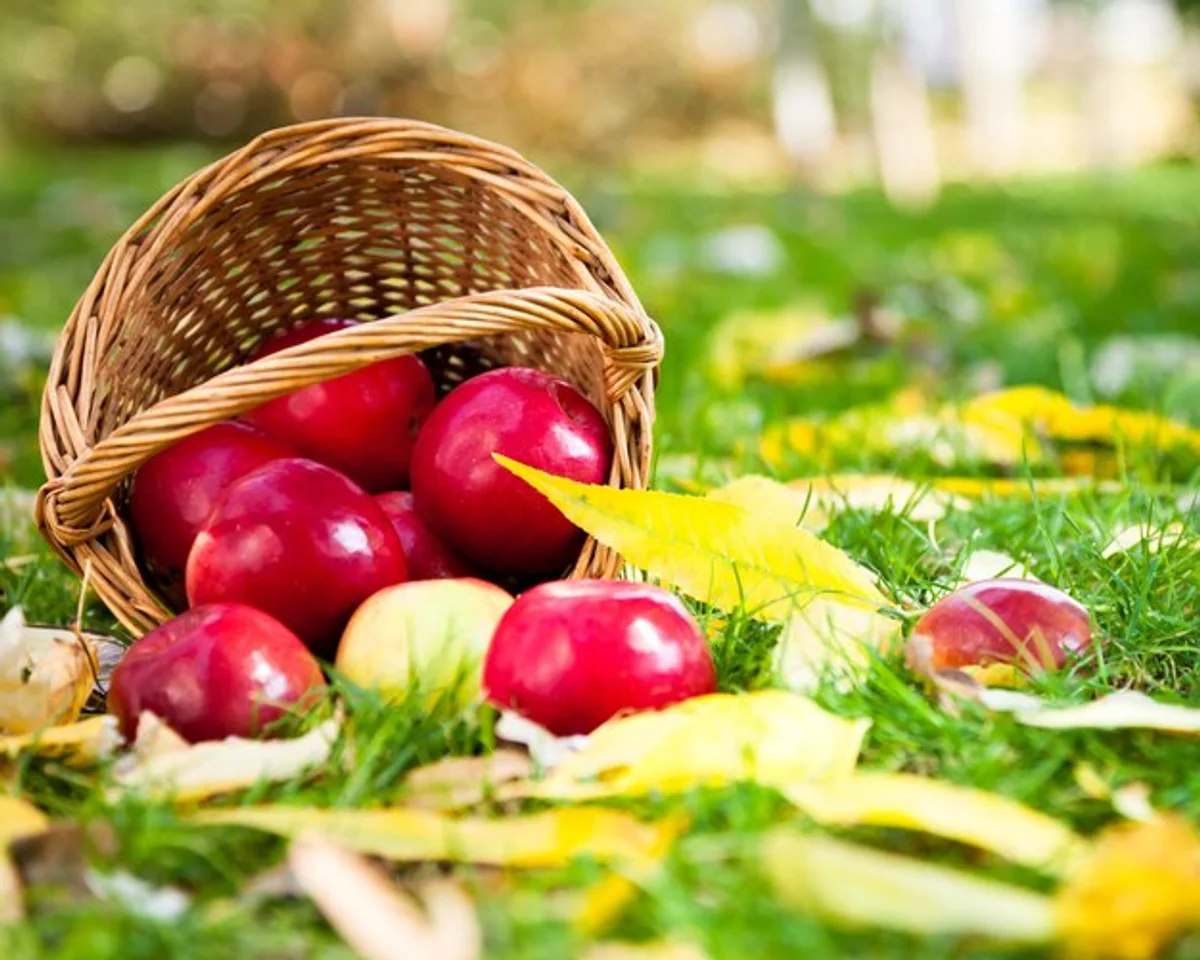fresh czech apples autumn basket