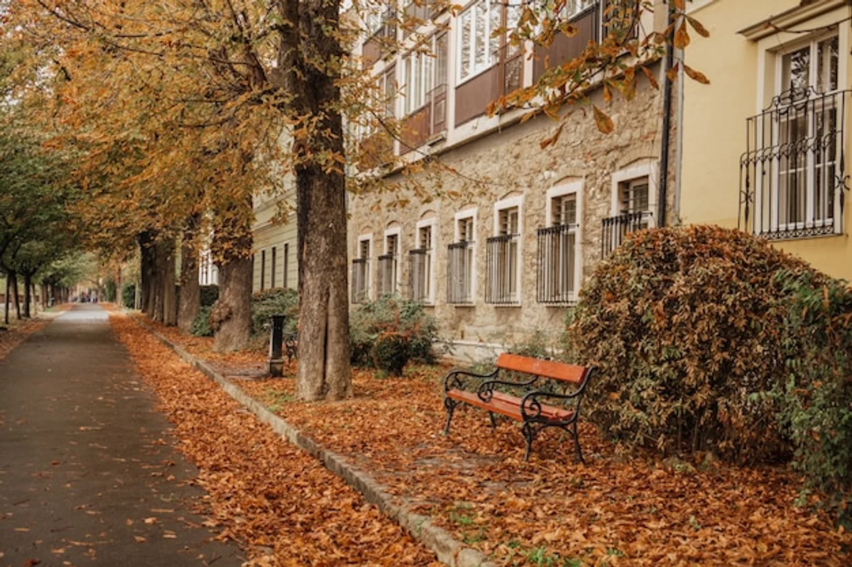 empty european street autumn leaves