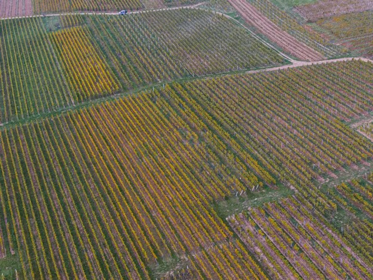 autumn vineyards in france aerial view