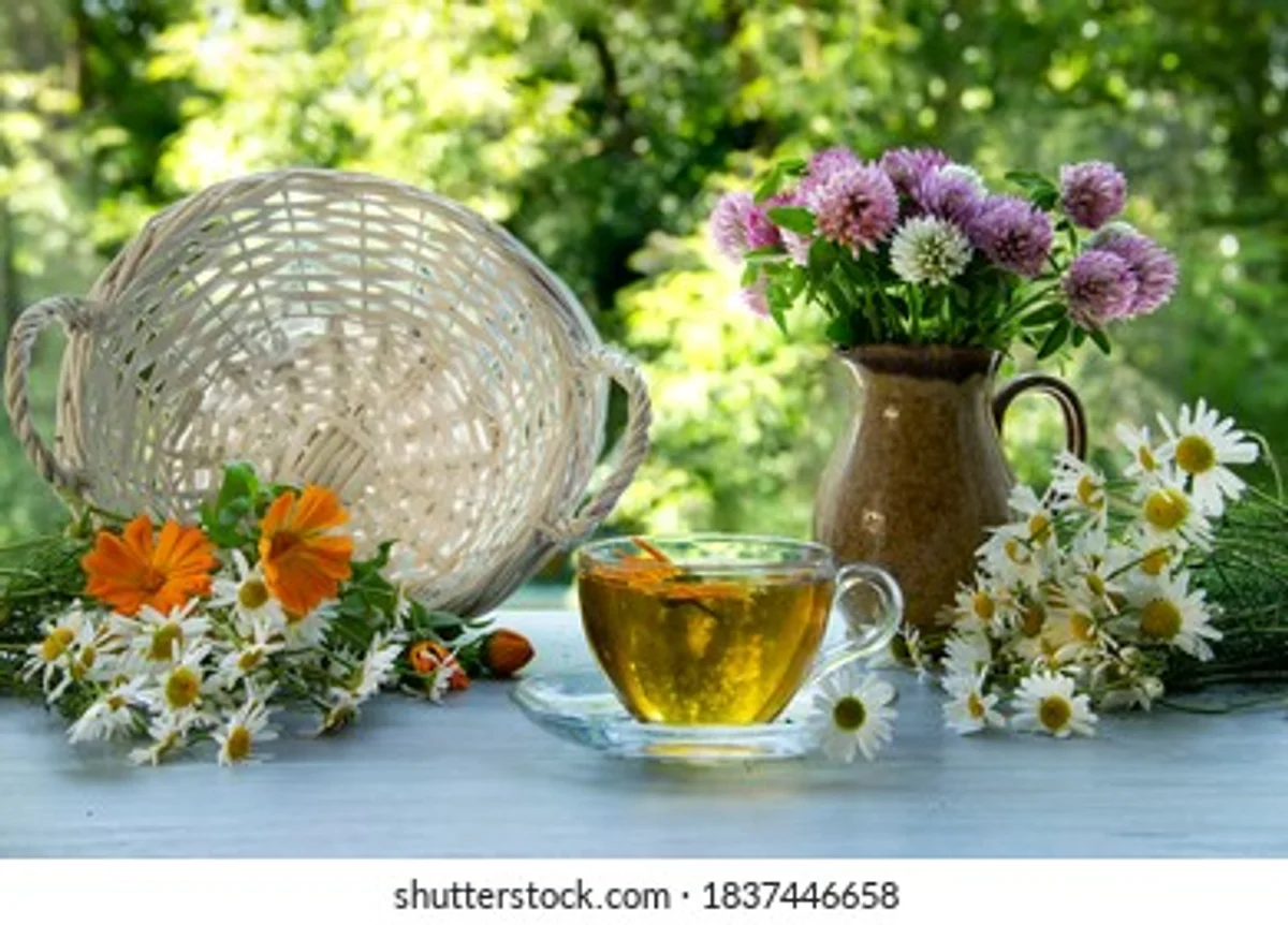 spring herbal tea with nettle dandelion daisy in glass teapot Czech nature