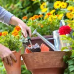 saving money garden czech spring summer tips