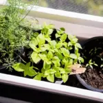 fresh herbs growing on kitchen window sill
