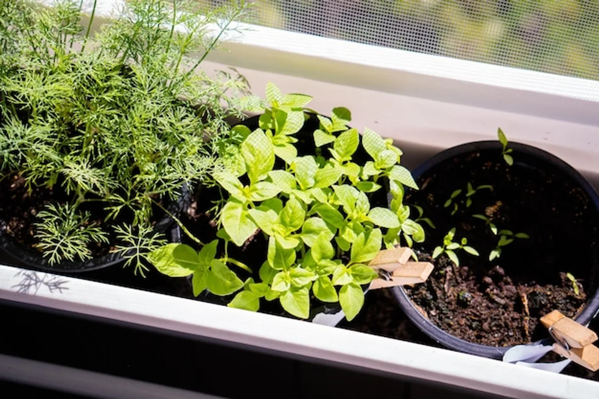 fresh herbs growing on kitchen window sill