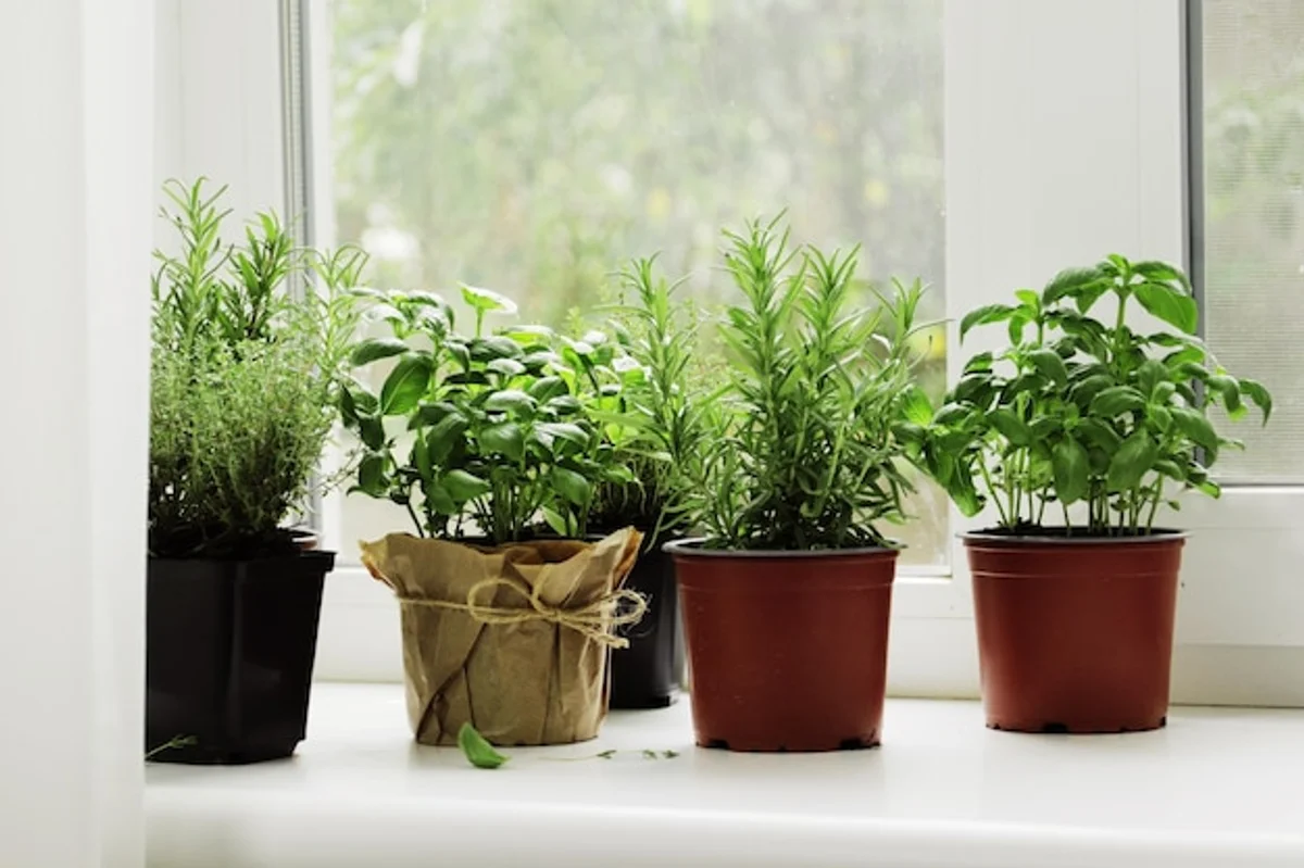fresh herbs indoor window sill