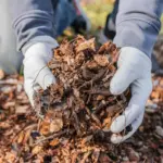 autumn leaves garden mulching compost Czech