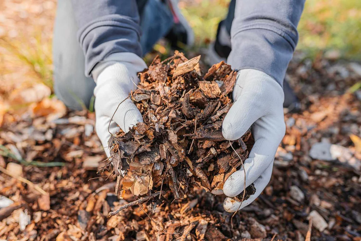 autumn leaves garden mulching compost Czech