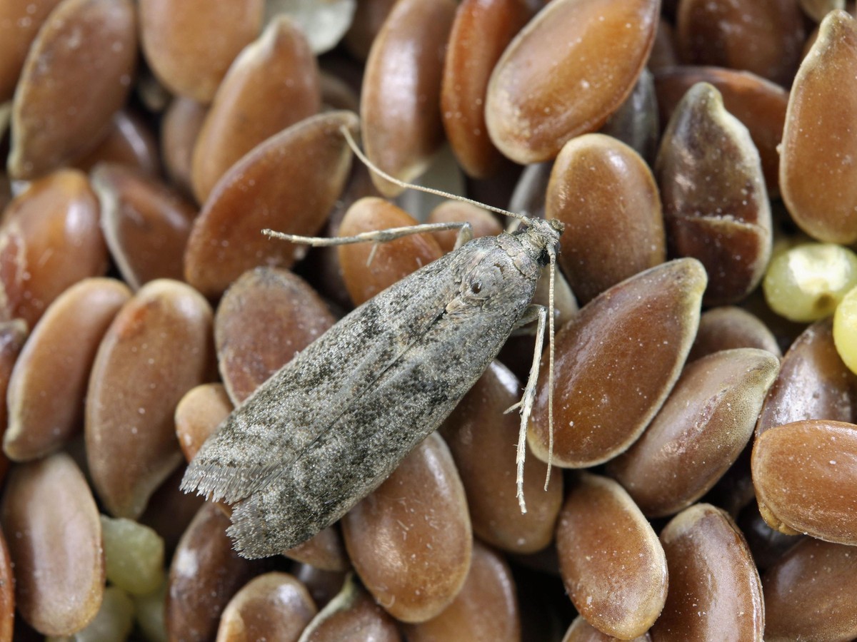 Bobkový list do mouky: 100 let starý trik proti molům a roztoči - image 1