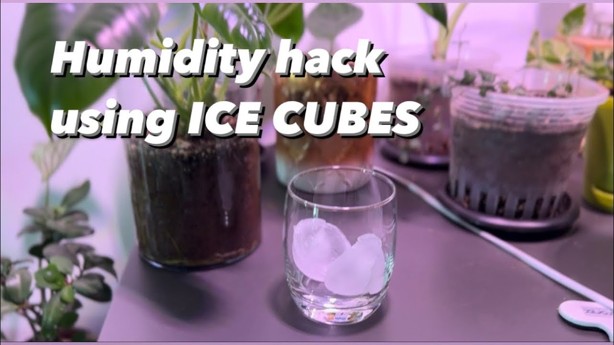 Máte problémy s vlhkostí? Položte kartony od vajec na podlahu - image 2