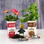 Přední strana kartónu od mléka jako savá podložka pro květináče