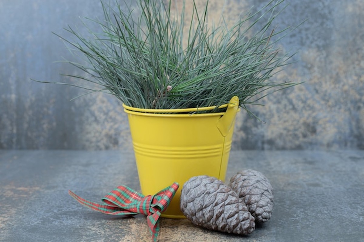 Proč vaše květiny v zimě umírají - expert vysvětluje chybu