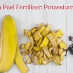 Pupenec od banánu jako přírodní hnojivo na rajčata. Zahradníci to tají