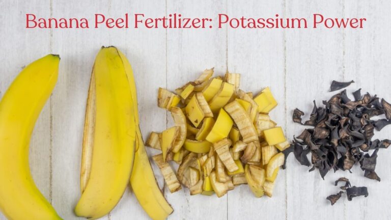 Pupenec od banánu jako přírodní hnojivo na rajčata. Zahradníci to tají