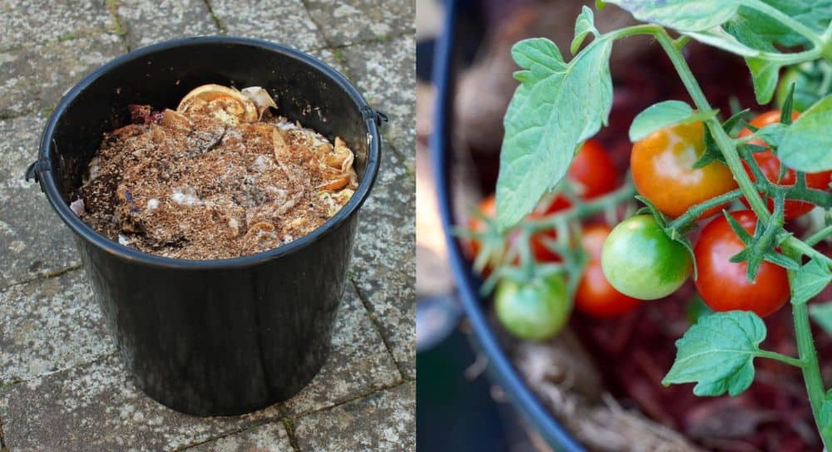 Pupenec od banánu jako přírodní hnojivo na rajčata. Zahradníci to tají - image 2