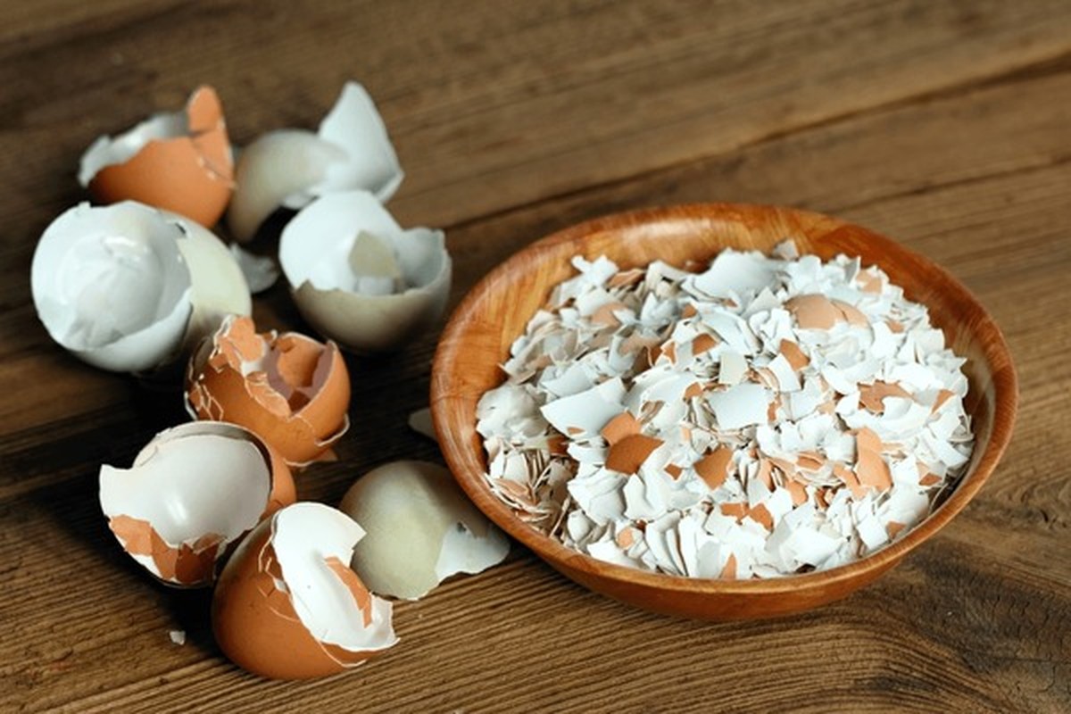 Skořápky od vajec do květináčů: proč to dělají všichni zahradníci - image 1