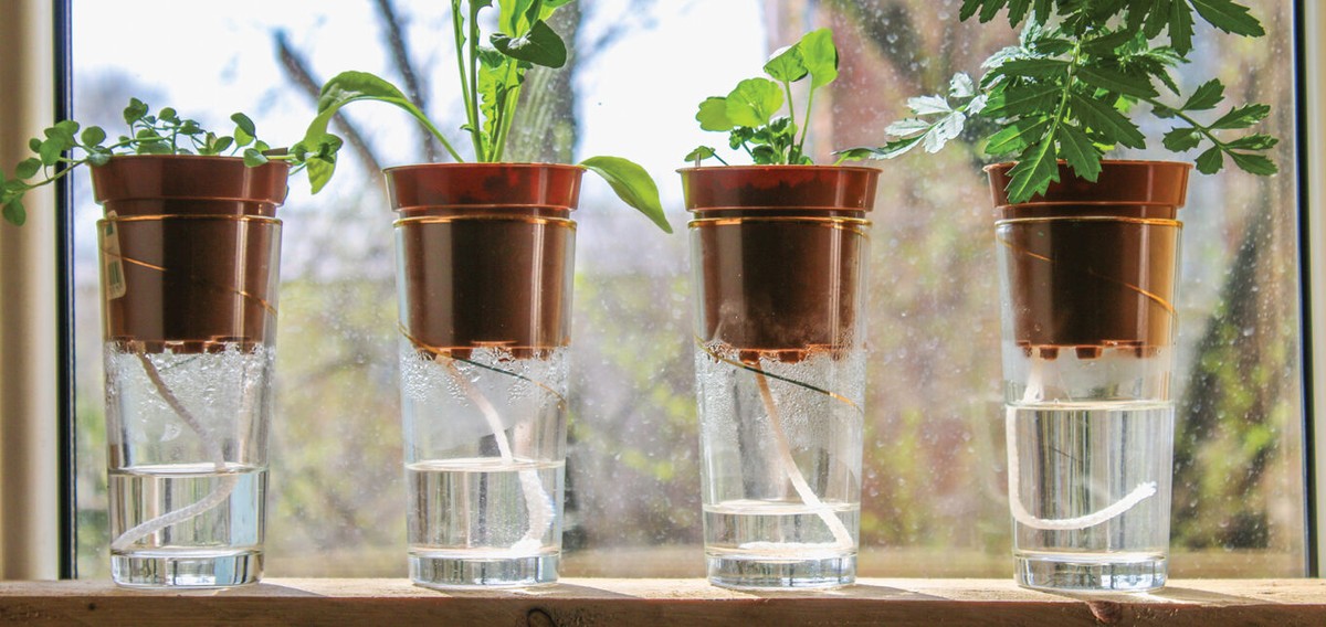 Staré punčochy jakofiltr na zavlažování? Profesionální trик zahradníků - image 1