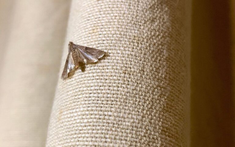 Bobkový list do mouky: stará trička proti molům funguje lépe než chemikálie