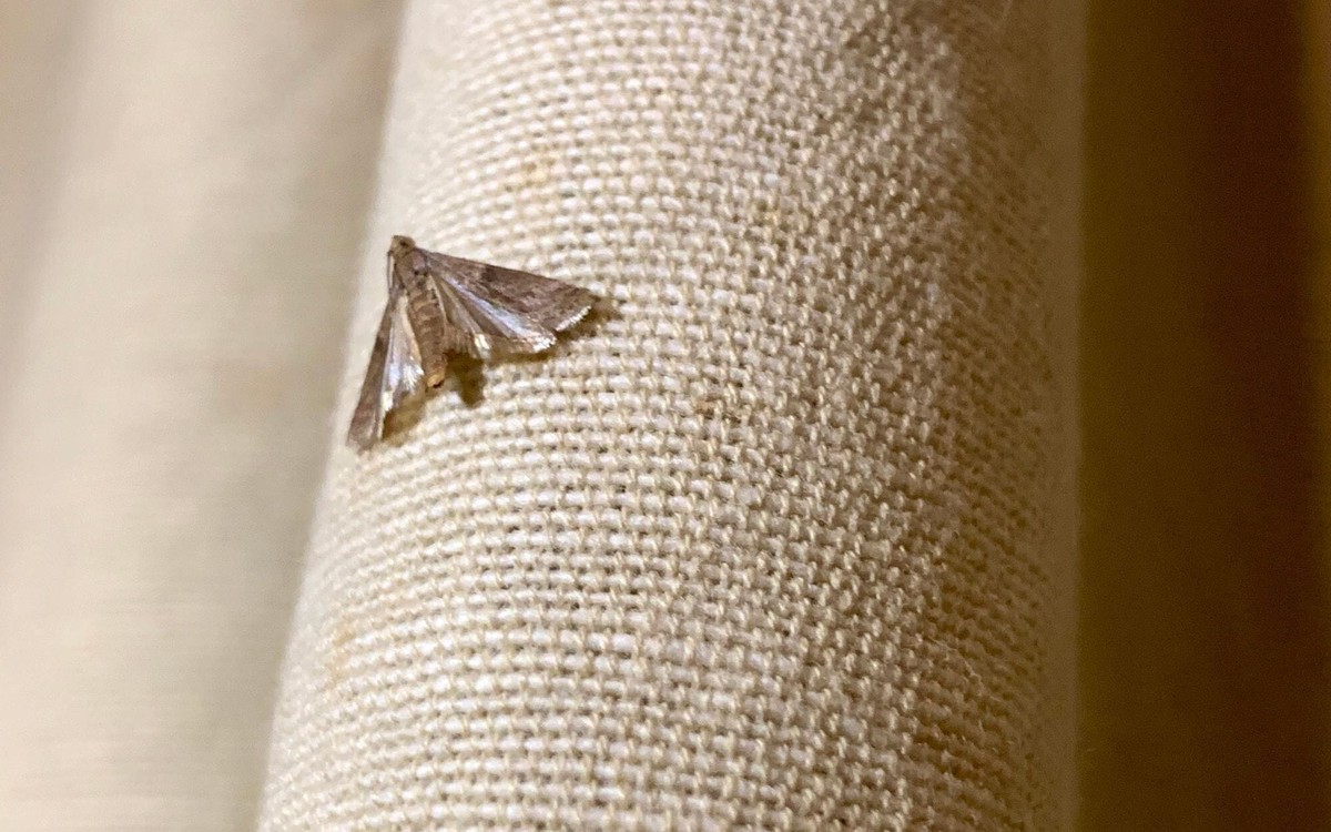 Bobkový list do mouky: stará trička proti molům funguje lépe než che­mikálie