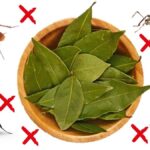 Bobkový list do mouky: starobylý trik proti molům, který skutečně funguje