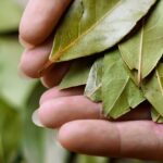 Bobkový list do mouky: Starobylý trik proti molům a švábům