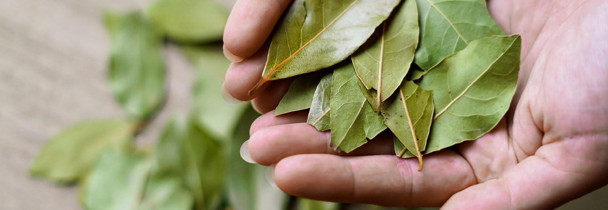 Bobkový list do mouky: Starobylý trik proti molům a švábům
