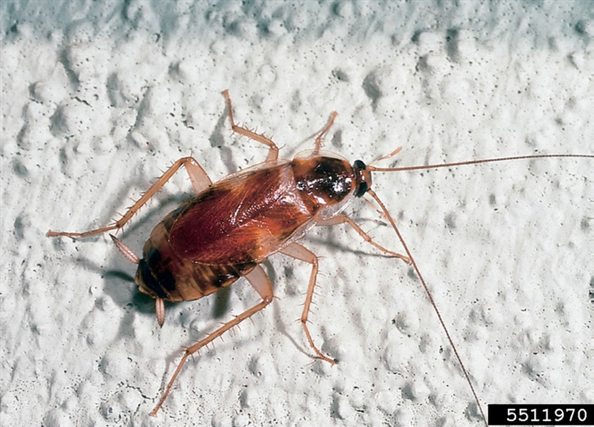 Bobkový list do mouky: Забытy trik proti molům starý 100 let - image 2