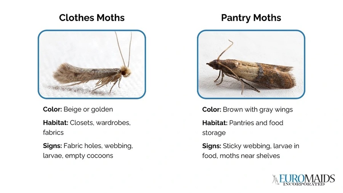Bobkový list v mouce zabrání molům a škůdcům na dlouhé měsíce - image 2