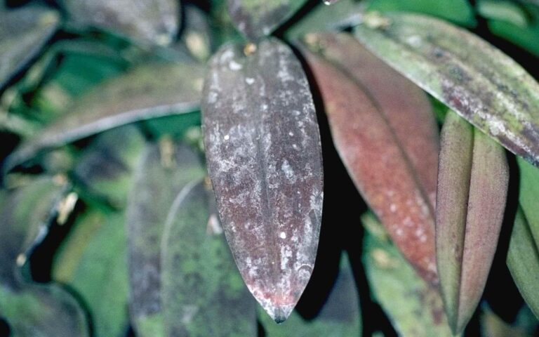 Knírek ze soli na podlaze = když květiny nezvadnou týdny déle