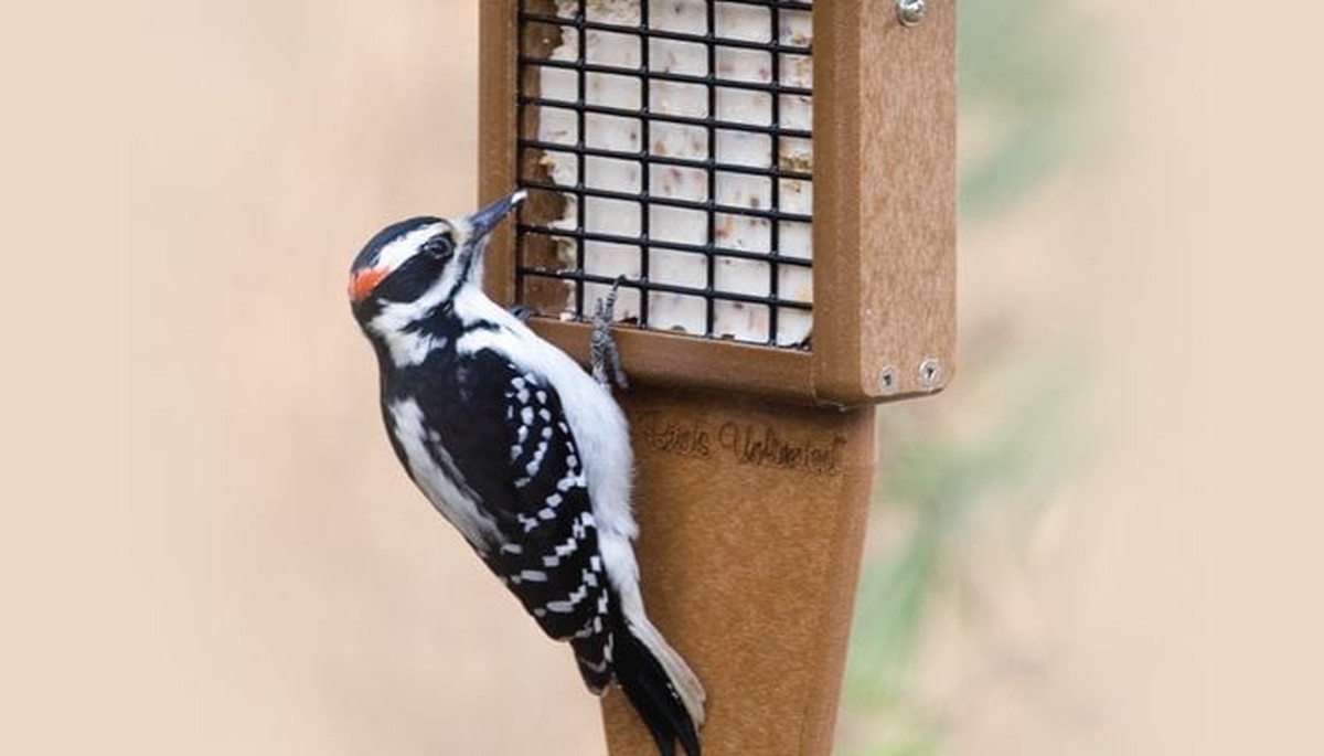 Kousek salámu v zásobníku na semena? Proč to dělají zahradníci v Mnichově - image 2