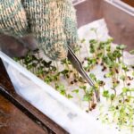 Papírový ručník pod květináče: geniální způsob, jak chránit nábytek