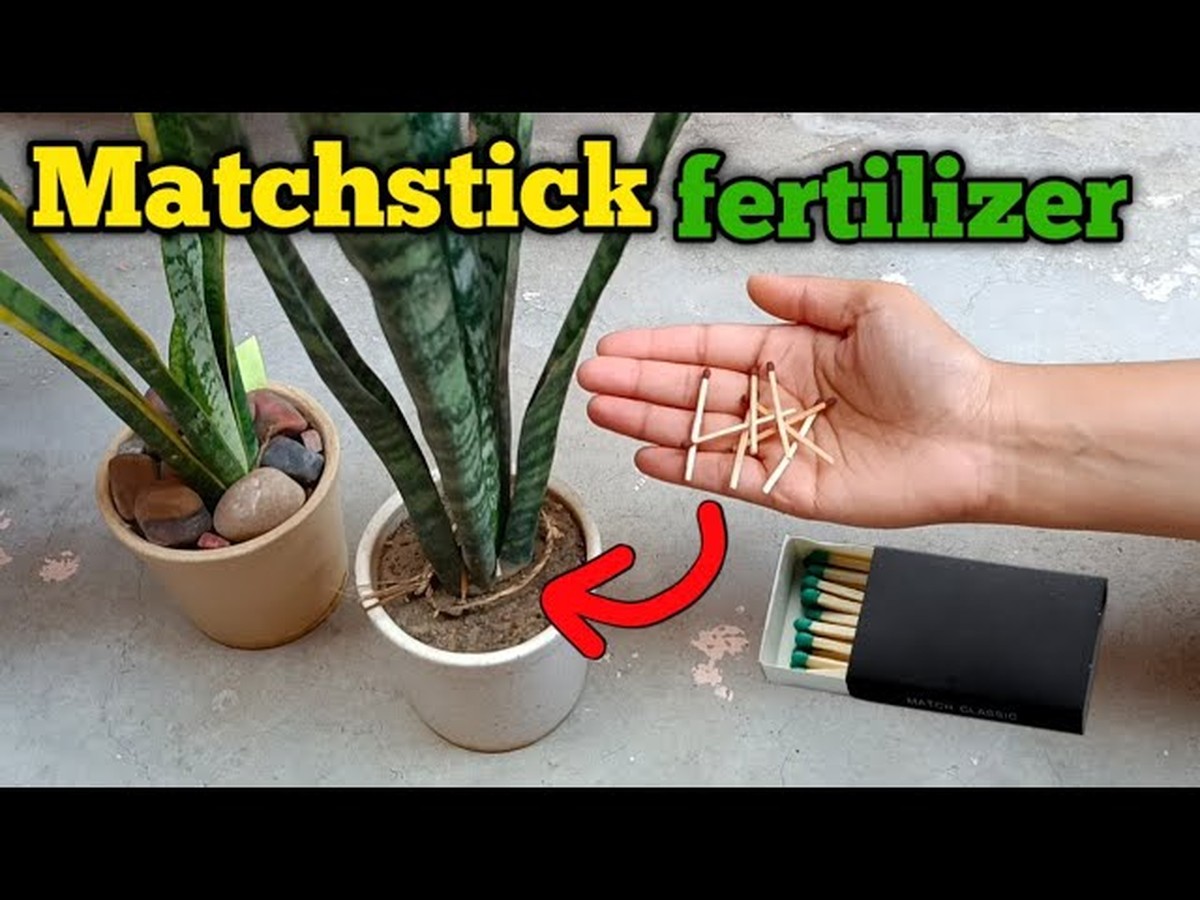 Sirka do květináče – levnější řešení než drahé hnojivo