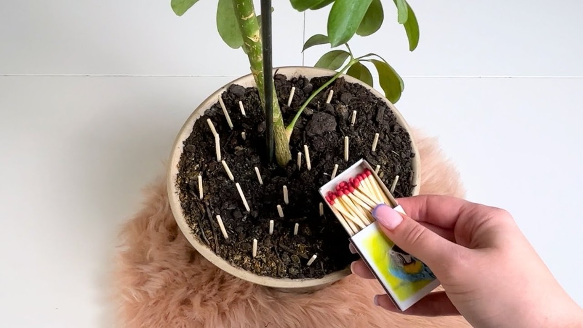 Sirka do květináče zastaví plíseň v koupelně natrvalo - image 1