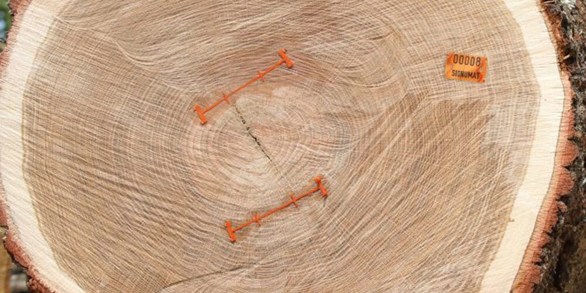 Tesaři varují: nikdy nezapomeňte na jeden krok před vrážením hřebíku - image 2