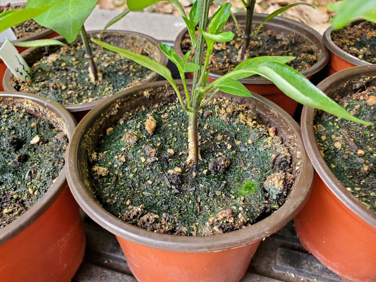 Vejce z tvrdého plastu umístěné v půdě: jednoduchý trik proti plísním - image 1