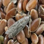 Bobkový list v mouce: trik proti molům, který funguje 100 let