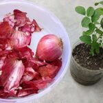 Cibulová slupka na rostliny: zlatý minerál, který zahradníci znají