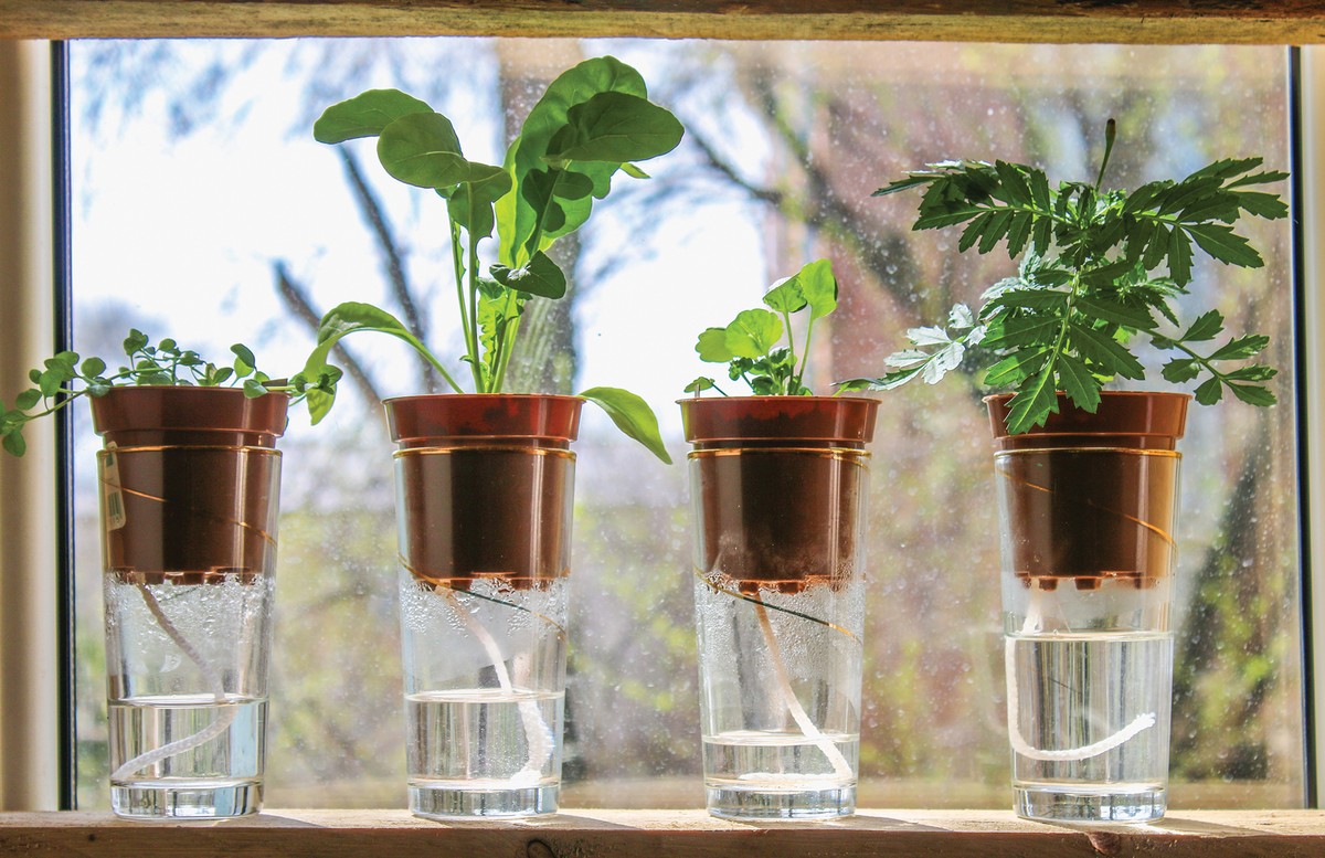 Korek v květináči: malá změna s obrovským efektem na zavlažování - image 2