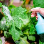 Mléko do květináče: záhrada vám bude závidět