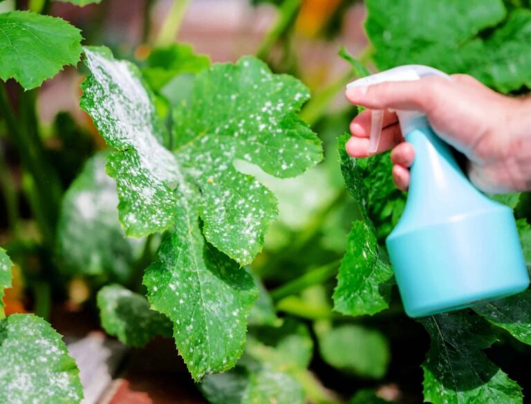 Mléko do květináče: záhrada vám bude závidět