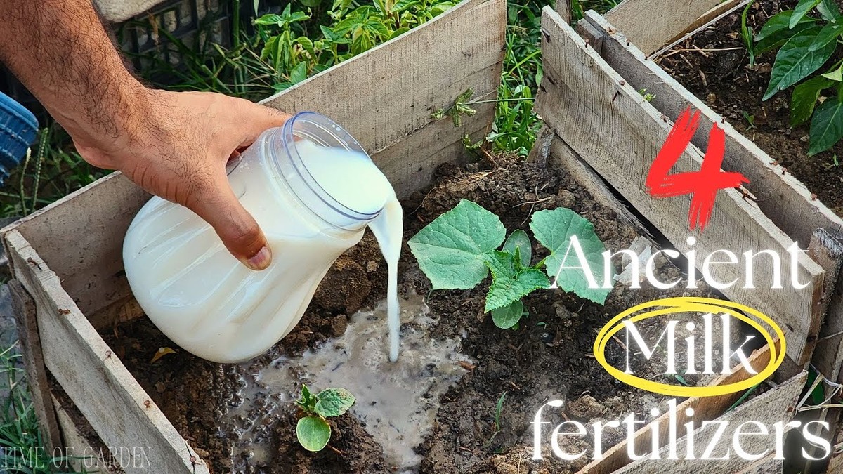 Mléko do květináče: záhrada vám bude závidět - image 1