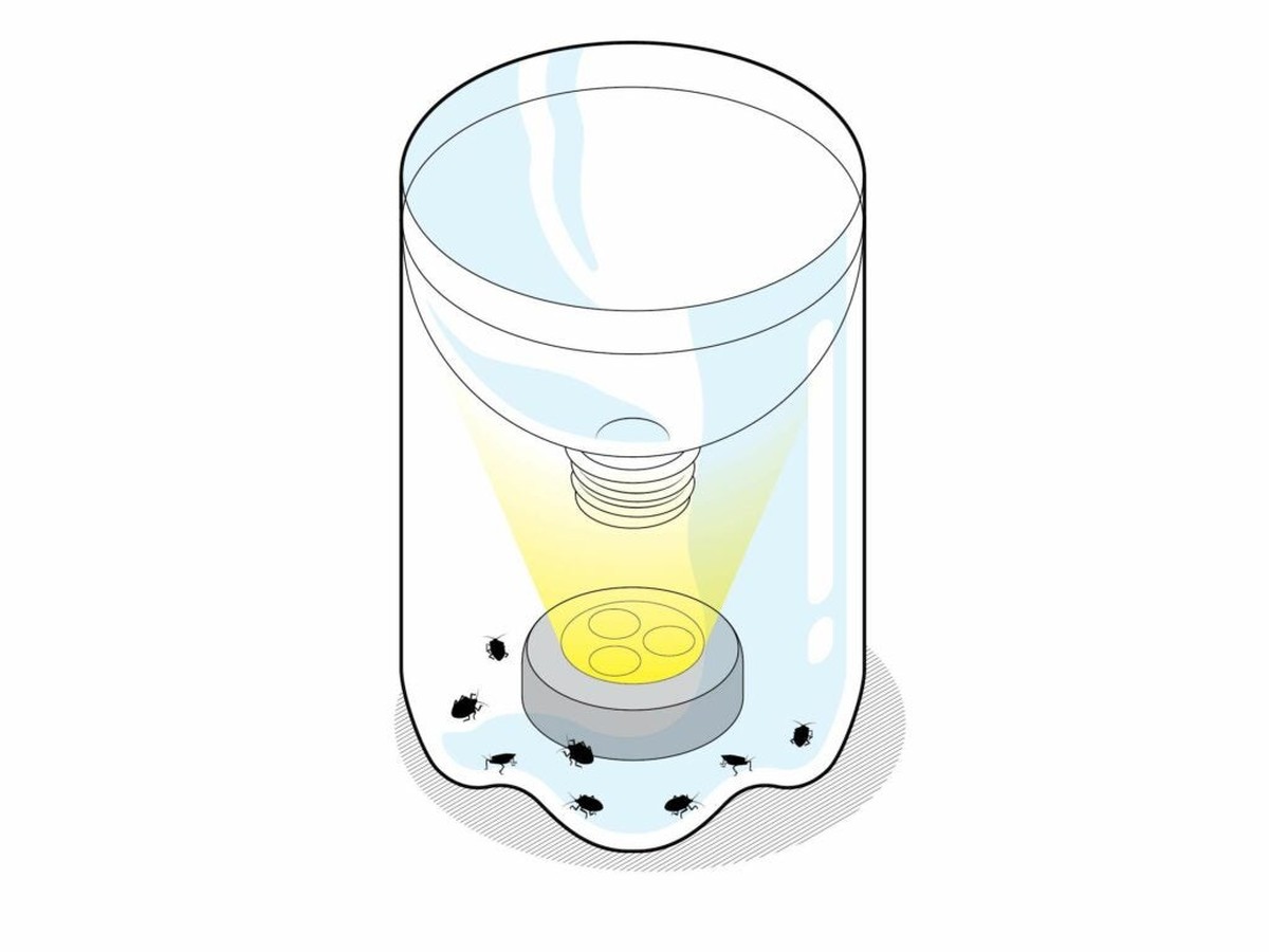 Sodovka jako odpuzovač hmyzu: Trik, který funguje snad lépe než insekticidem - image 1