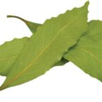 Vložte bobkový list do mouky: starobylý trik proti molům a hmyzu