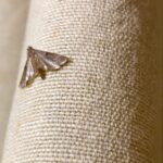 Bobkový list do mouky: starobylý trik proti molům a švábům