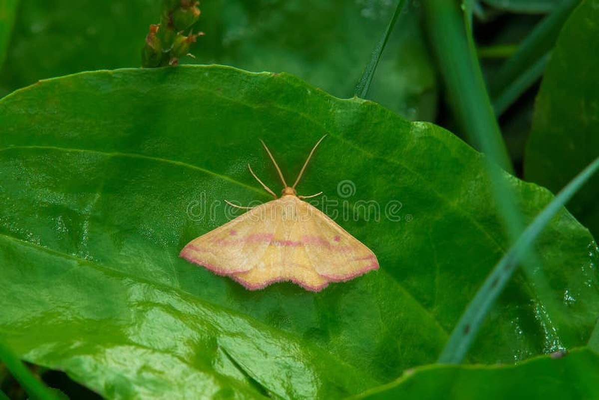 Bobkový list do mouky: starobylý trik proti molům, který funguje 100 let