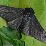 Černý pepř v zásuvce šatníku: jediný způsob, jak si poradit s molema