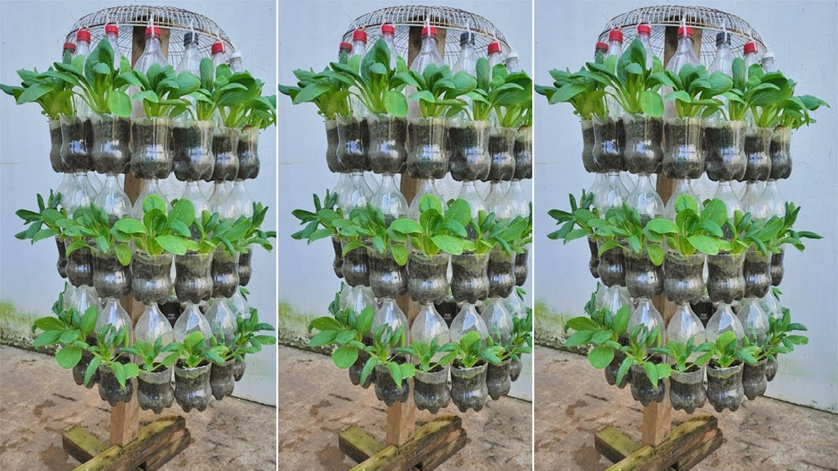 Plastové lahve v květináčích: proč to dělají všichni zahradníci - image 2