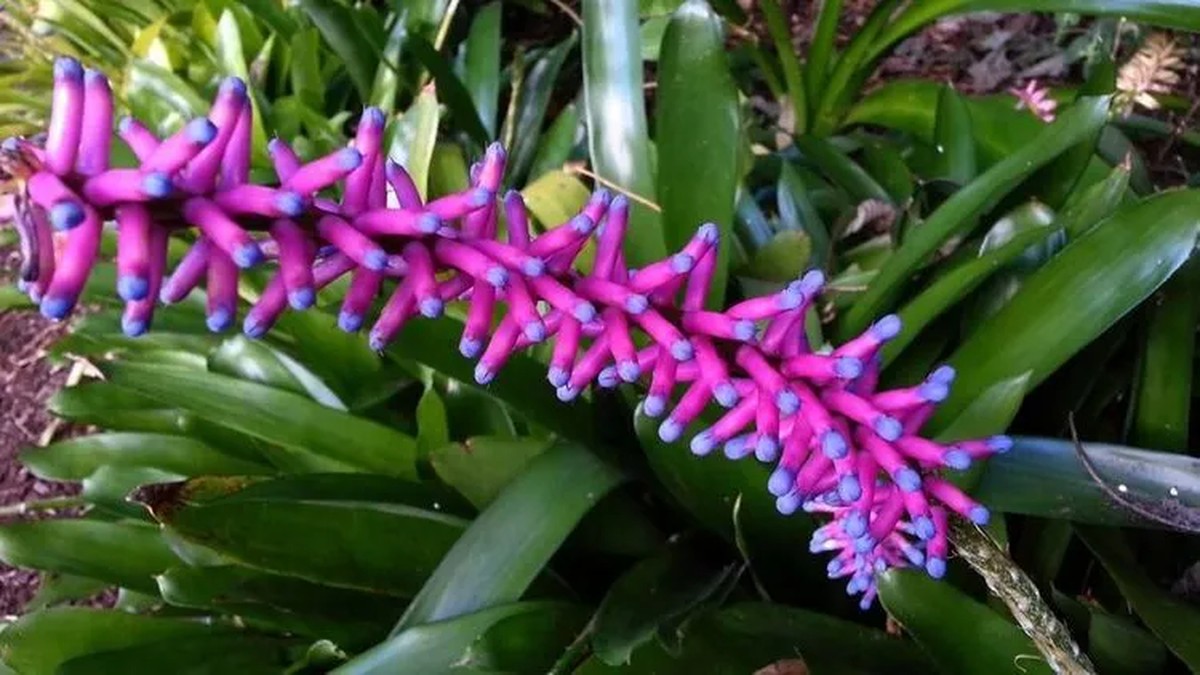 Sirka v květináči změní váš vzduch navždycky