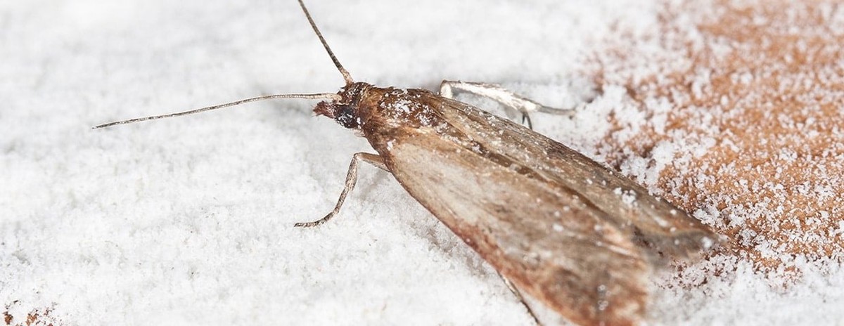 Vložte bobkový list do mouky: starobylý trik proti molům v kuchyni - image 1